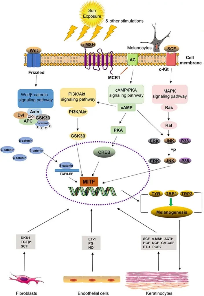 The-most-common-signal-pathways-involved-in-the-regulation-of-melanin-synthesis-are-those.webp
