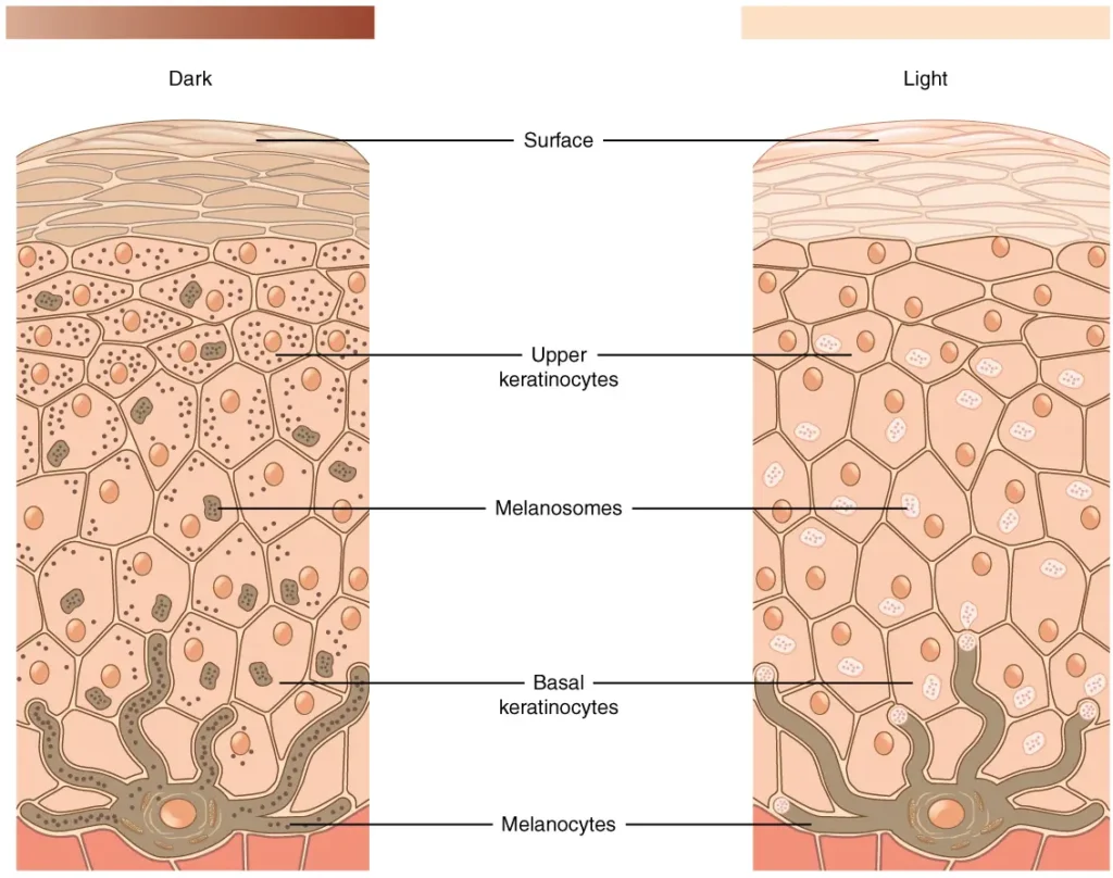 Diagram of skin layers showing melanin and pigment movement toward the surface, melanocytes