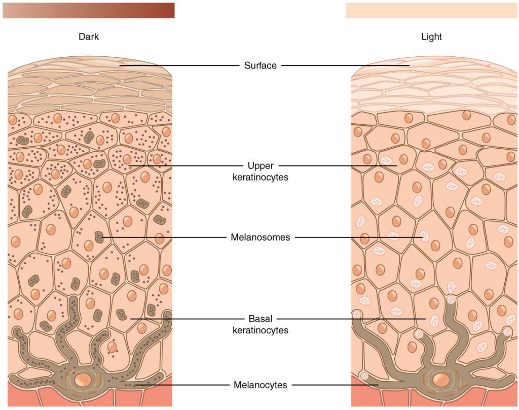 Early Improvement Targets Superficial Pigment First image 1
