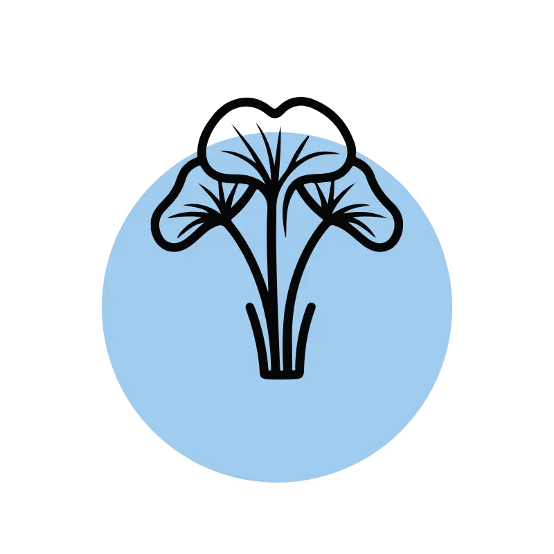 Centella Asiatica (Cica)