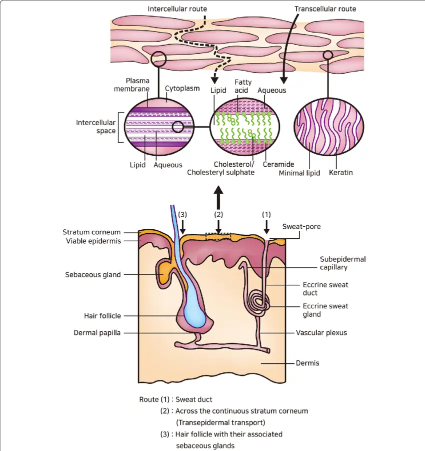 Diagram-of-the-brick-and-mortar-model-of-stratum-corneum-with-a-simplified-lamellar