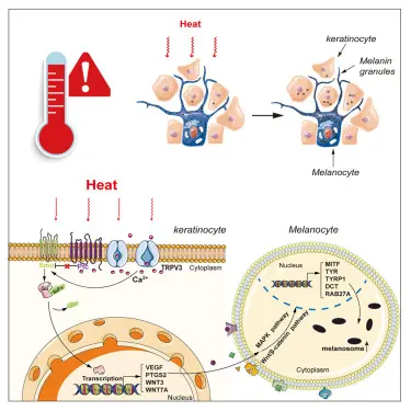 Heat and infrared radiation worsening skin pigmentation through inflammation image 2
