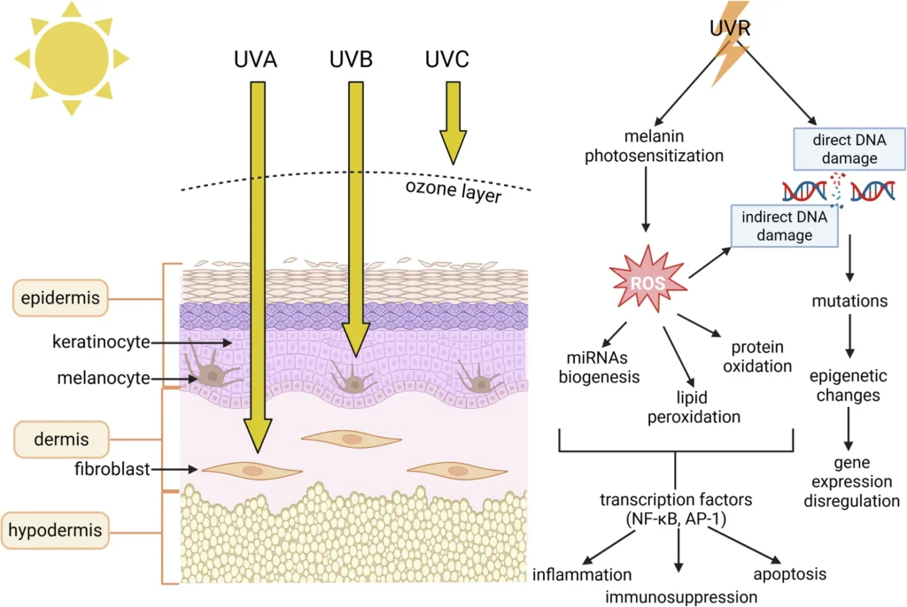 Higher melanocyte activity in South Asian skin
