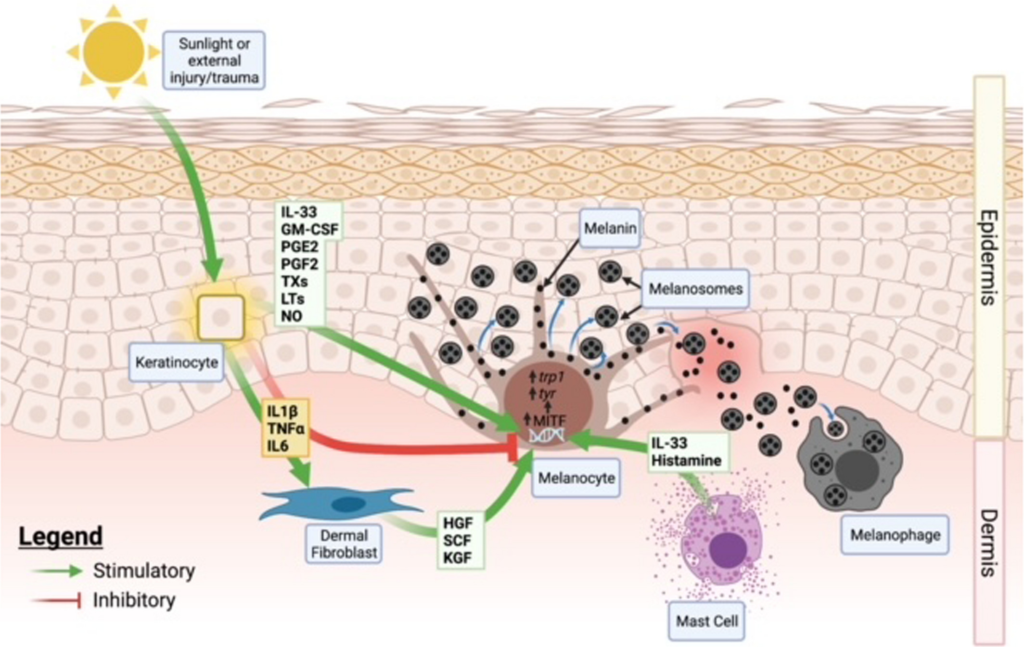 Melanocyte Memory Limits Further Improvement