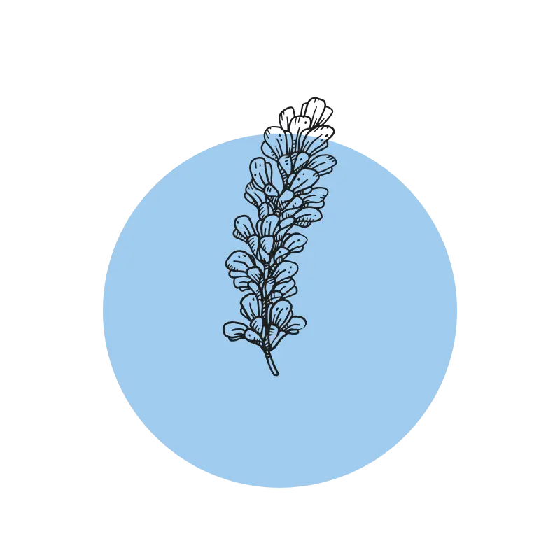 Licorice Root Extract