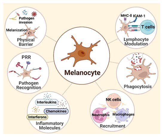 Inflammatory pathways activating melanocytes and pigmentation