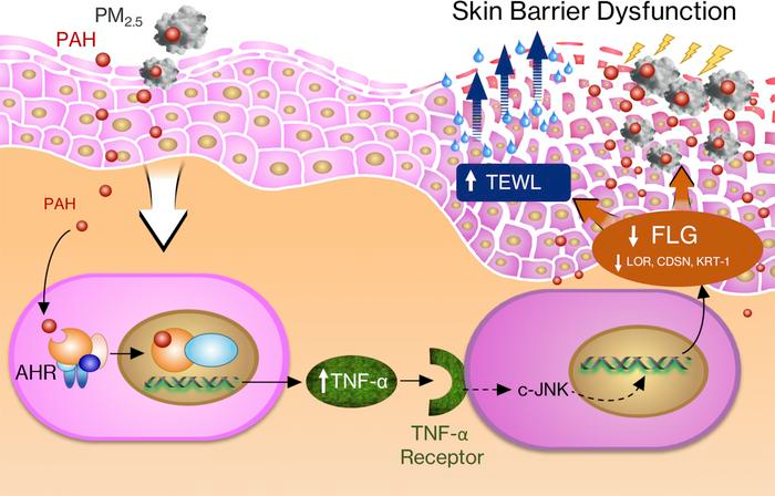 Pollution and dust causing oxidative stress and pigmentation