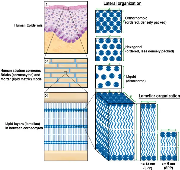 Illustration of skin anatomy showing epidermis, dermis, and hypodermis with labeled epidermal layers including stratum corneum, stratum granulosum, stratum spinosum, and stratum basale relevant to barrier integrity and pigmentation.