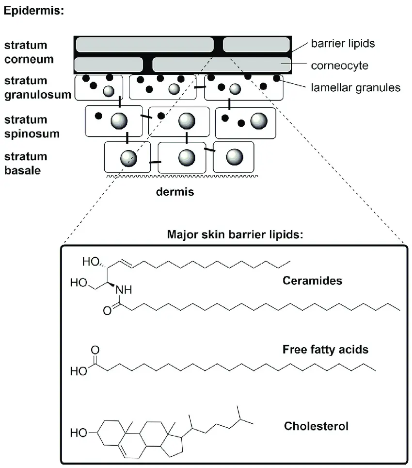Schematic-representation-of-epidermal-layers-structure-of-the-stratum-corneum