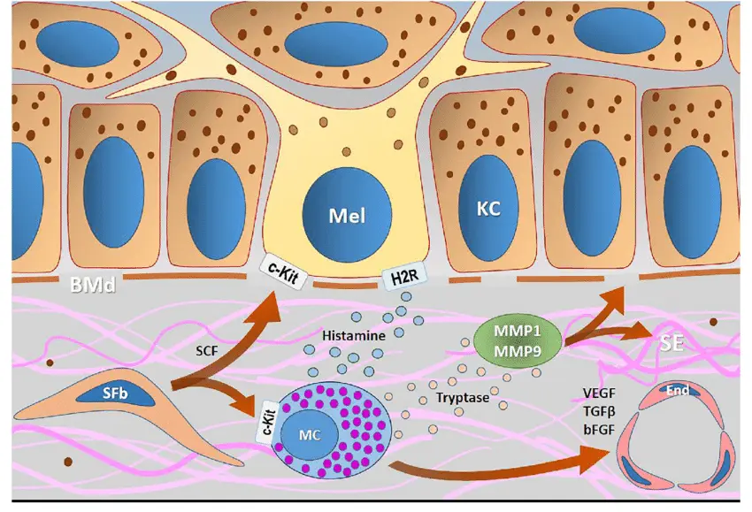 Schematic-representation-of-the-interaction-between-senescent-fibroblasts-SFbs-and-mast