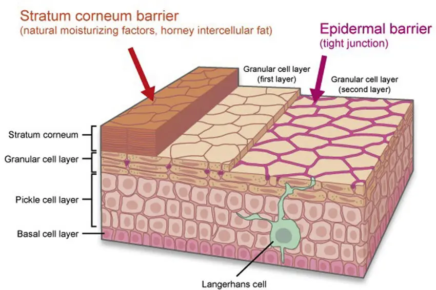 Schematic overview of the stratum corneum brick-and-mortar model showing corneocytes and lamellar lipid organization, including orthorhombic, hexagonal, and liquid phases that influence skin barrier function and transepidermal water loss.