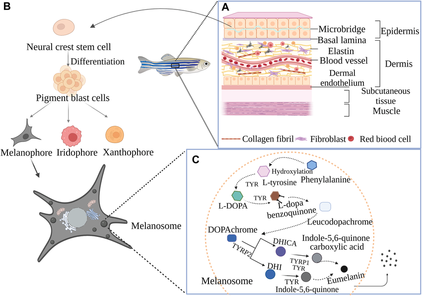 Melanocyte memory causing pigmentation plateau