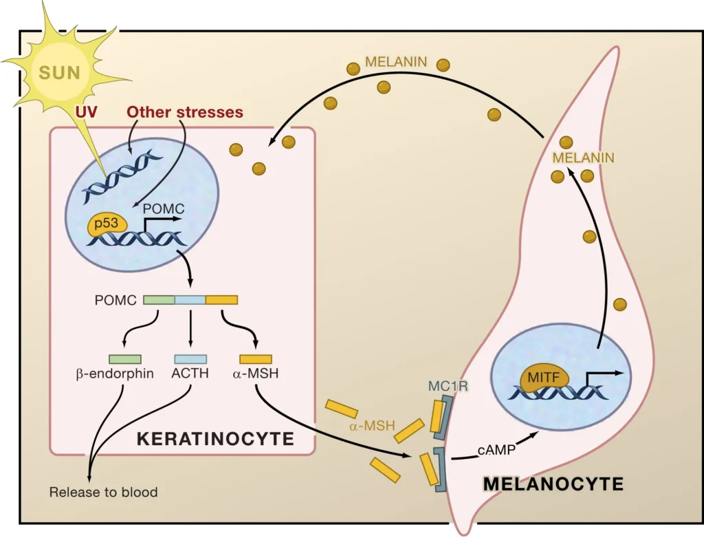 UVA and UVB radiation activating melanocytes and pigmentation pathways 2 image
