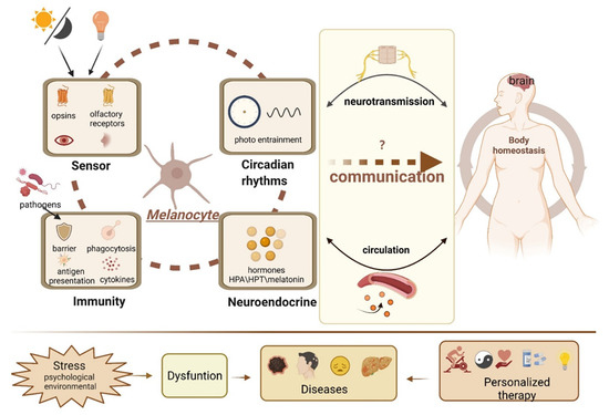Melanocyte Memory Limits Further Improvement
