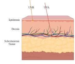 UVA and UVB radiation activating melanocytes and pigmentation pathways image 3