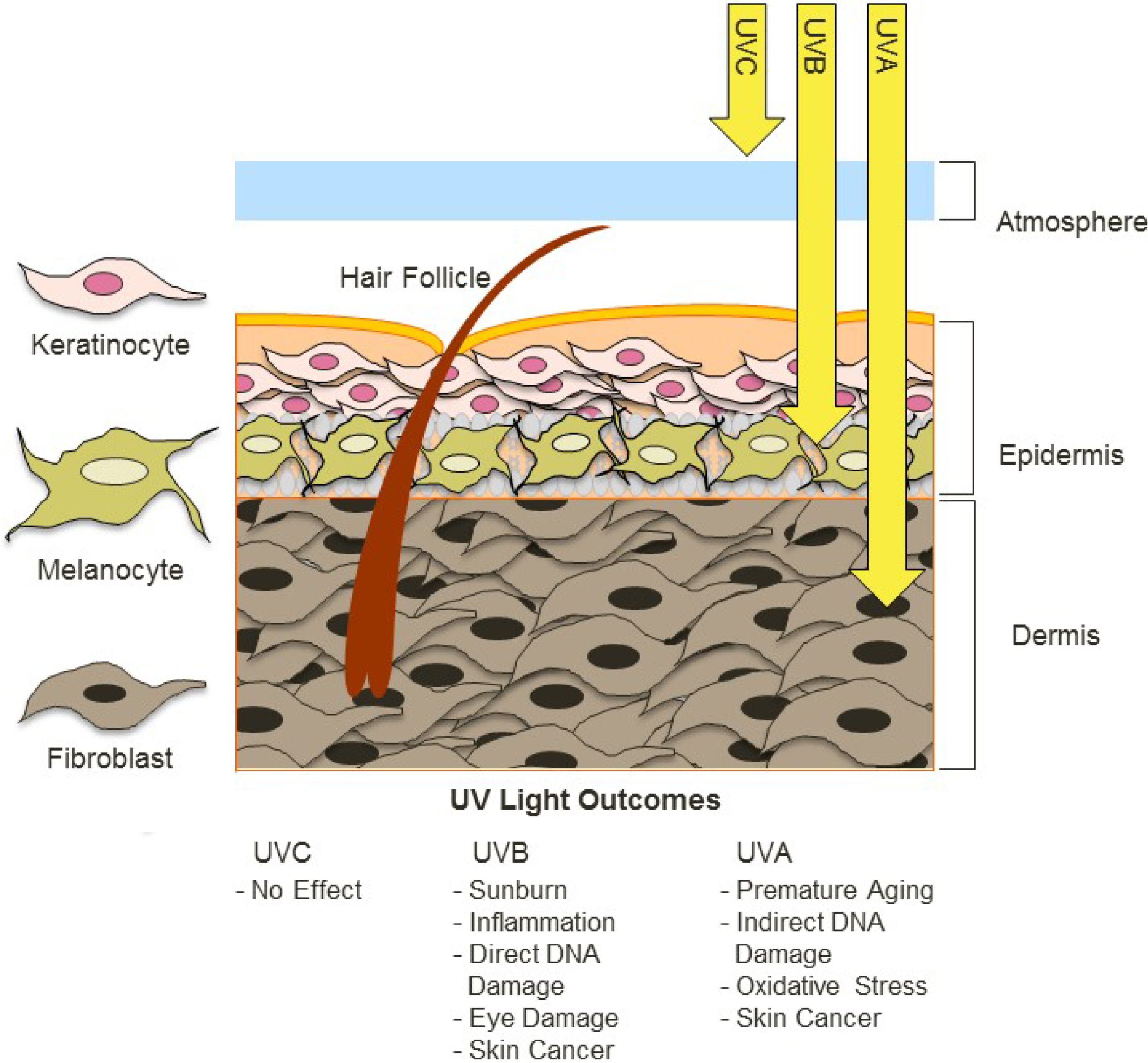 Difference between photodamage and pigmentation in skin layers image 2 Photodamage vs Pigmentation