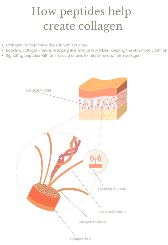 peptides_role in_skincare