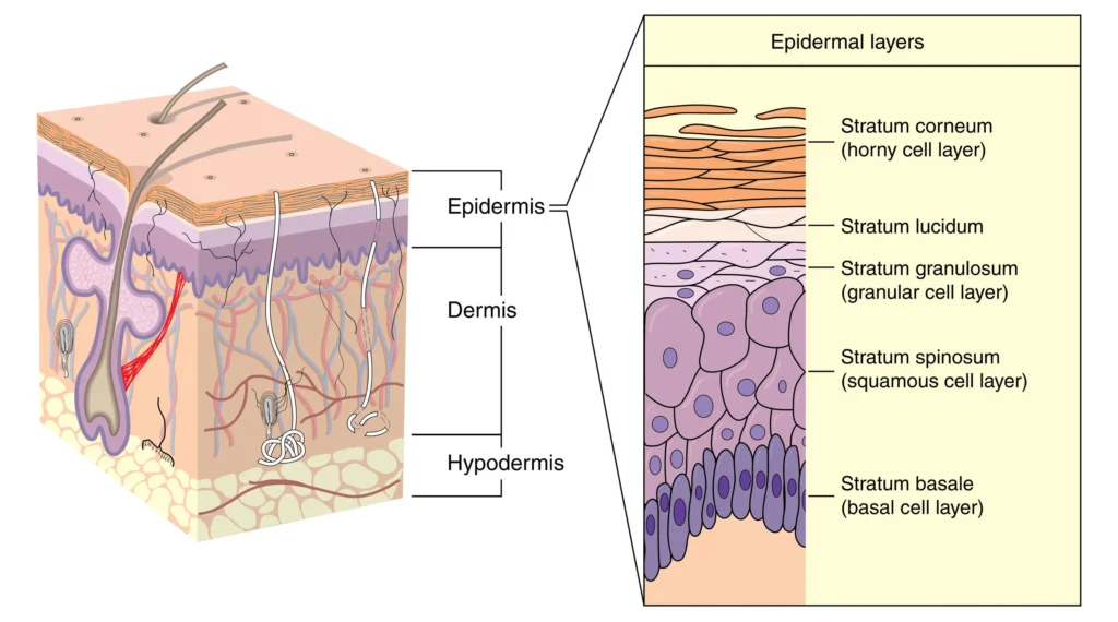 Diagram showing the stratum corneum barrier and deeper epidermal layers, highlighting corneocytes, intercellular lipids, tight junctions, and Langerhans cells involved in skin barrier function and inflammation signaling.