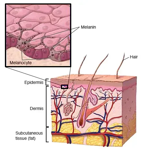 Diagram of skin layers showing melanin and pigment movement toward the surface