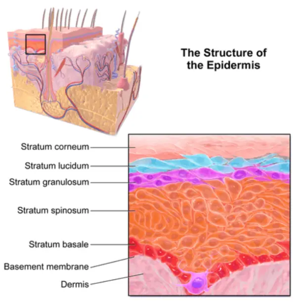 The Skin Barrier’s Role in Natural Glow