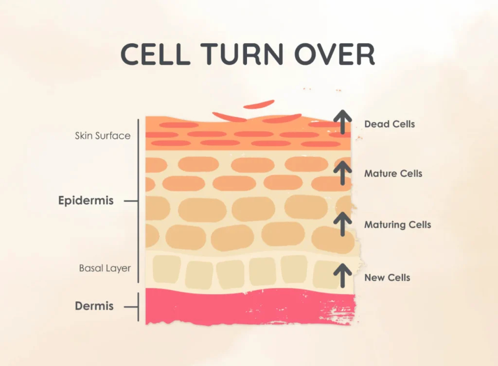 Cycle diagram showing skin renewal timeline and its relation to pigment fading