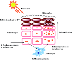 Difference between photodamage and pigmentation in skin layers
